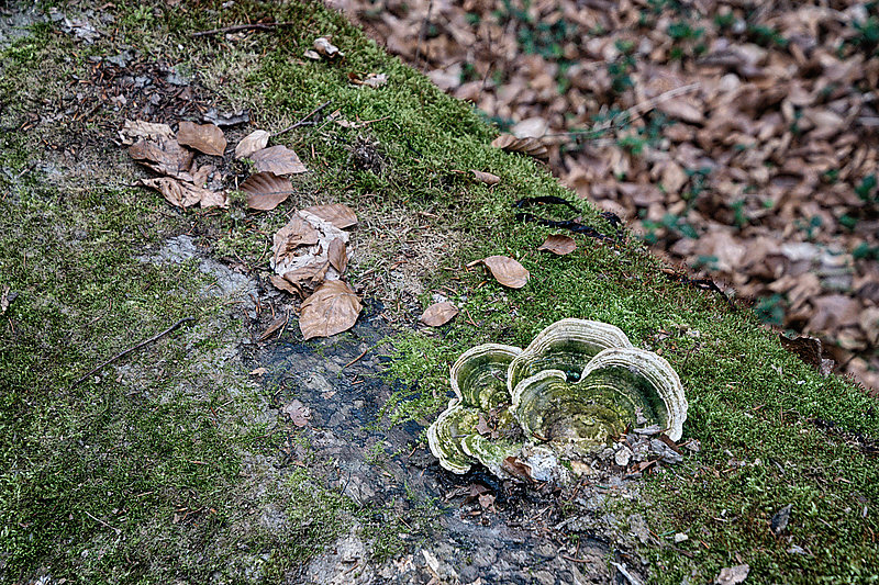 Bernhard Saalfeld - Tretschbachtal (4v9)